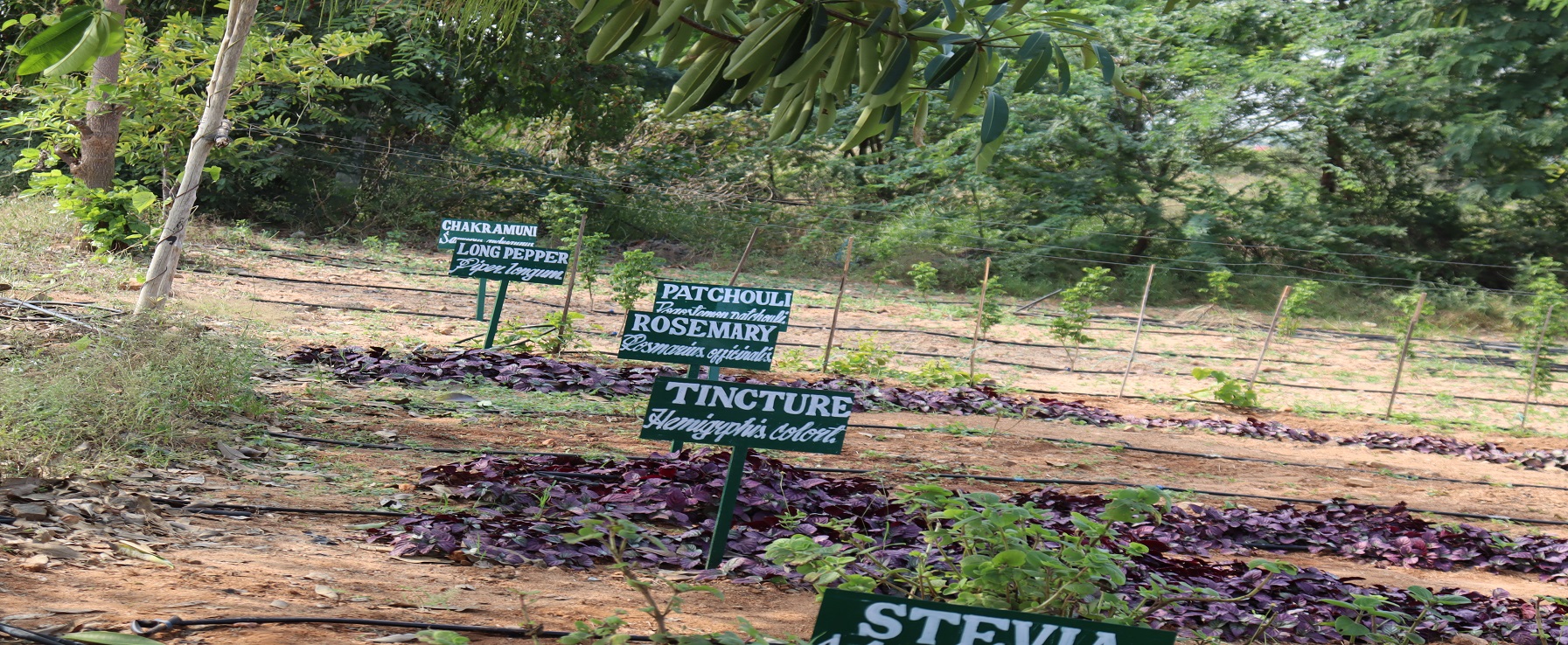 horticulture and gardening